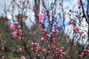 桜情報②　見ごろを迎えています！-8